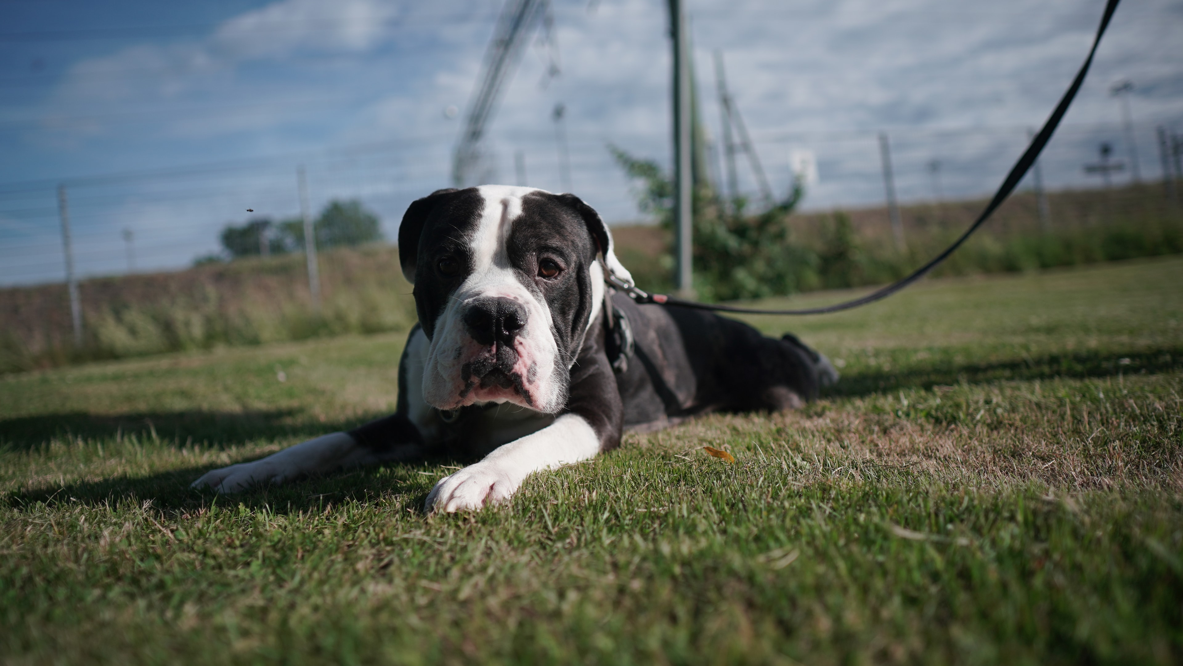 Beautiful dog in nature